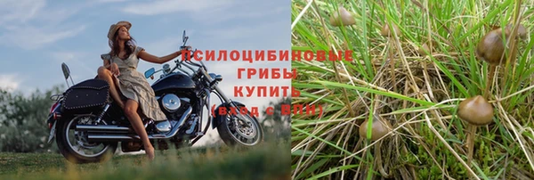 PSILOCYBIN Белокуриха